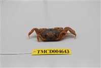 藏品(萬歲大眼蟹)的圖片